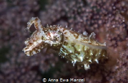 Baby Cuttlefish
He is just 4cm small and threatens me be... by Anna Ewa Manzel 